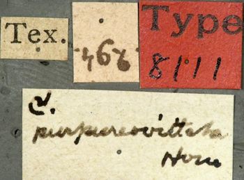 Media type: image;   Entomology 8111 Aspect: labels